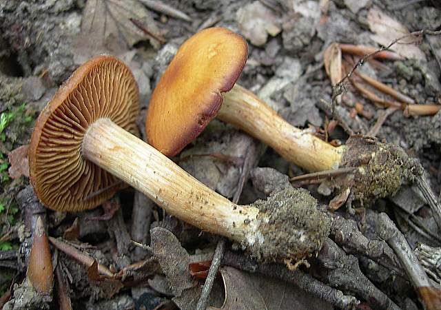 Cortinarius spec. Cod.:2392-7
